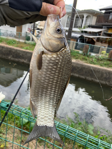 ギンブナの釣果