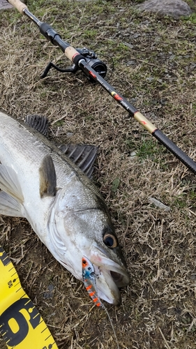 釣果