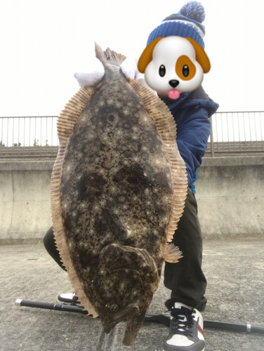 ヒラメの釣果