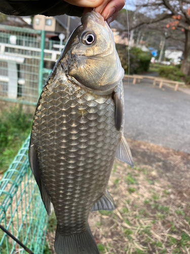 ギンブナの釣果