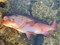 バラフエダイの釣果