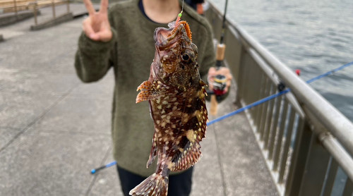 カサゴの釣果