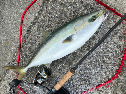 メジロの釣果