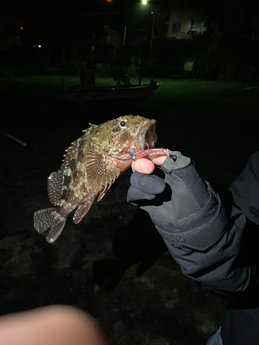 カサゴの釣果