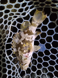 タケノコメバルの釣果