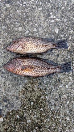 オオモンハタの釣果