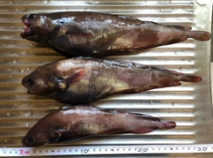 ドンコの釣果