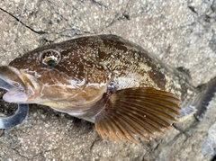 アイナメの釣果