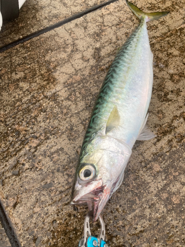 サバの釣果