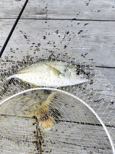 シマアジの釣果