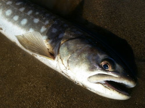 アメマスの釣果