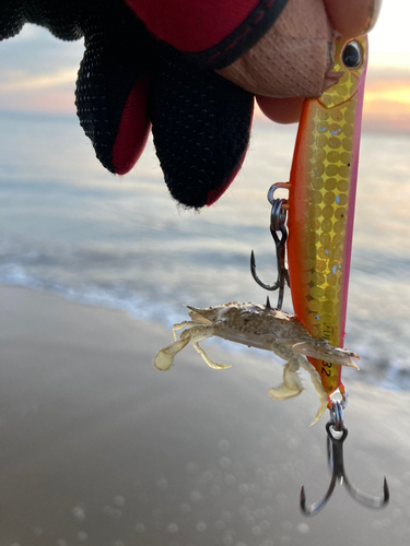 カニの釣果