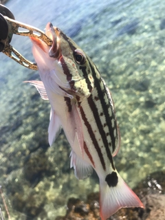 アミメフエダイの釣果