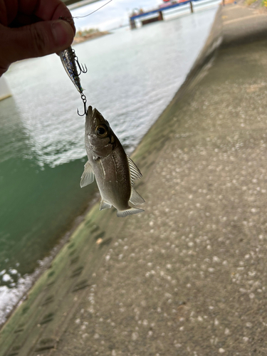 セイゴ（マルスズキ）の釣果