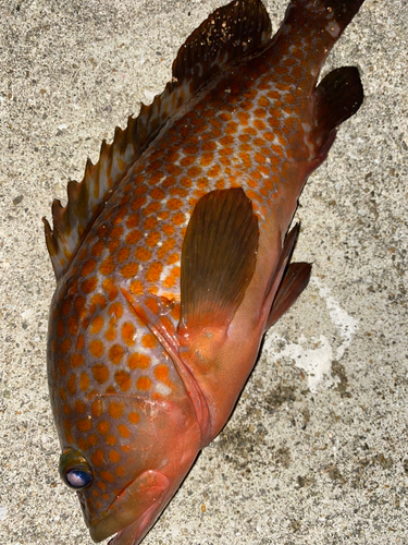 アコウの釣果