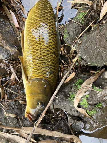 コイの釣果