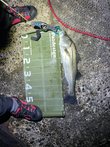 シーバスの釣果