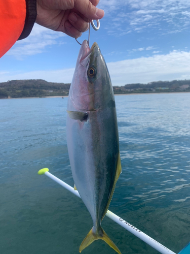 イナダの釣果