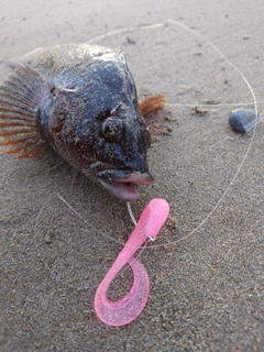 アイナメの釣果