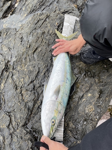 メジロの釣果