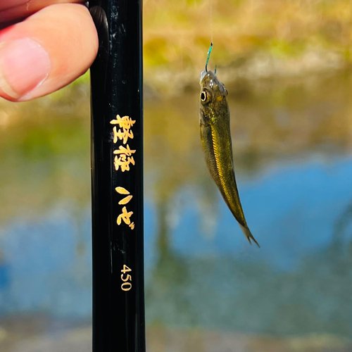 カワムツの釣果