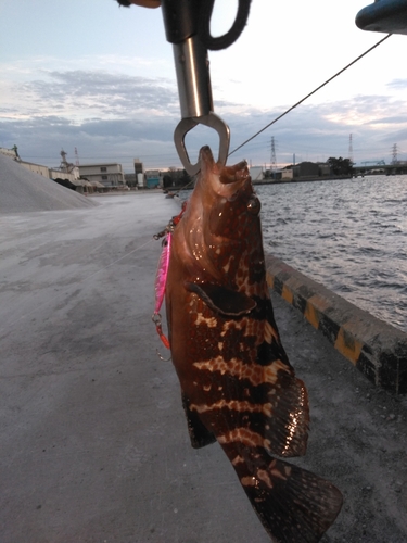 キジハタの釣果