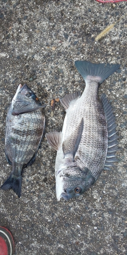 チヌの釣果