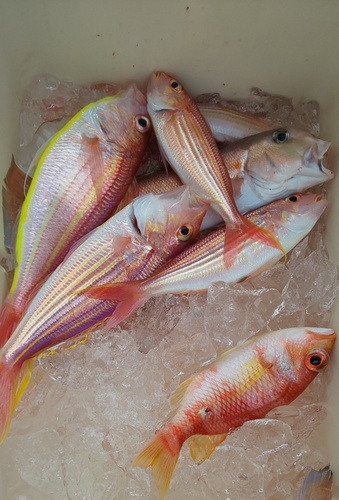 シロアマダイの釣果