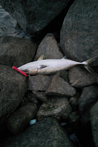 ブリの釣果