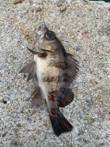 クロメバルの釣果