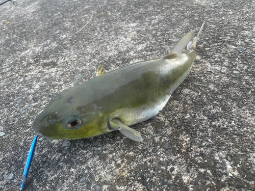 フグの釣果