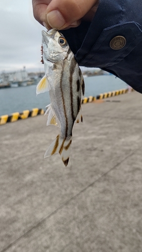 コトヒキの釣果