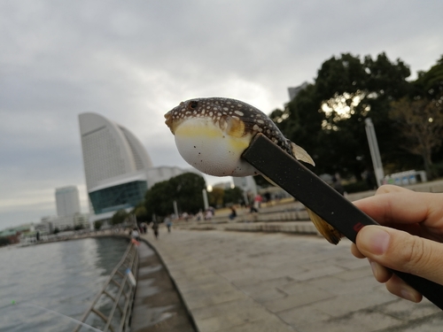 コモンフグの釣果