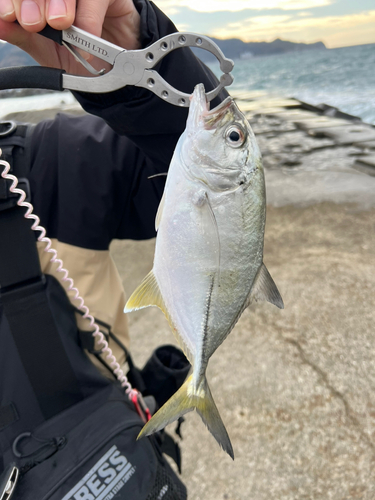 メッキの釣果