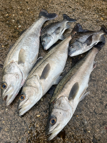 シーバスの釣果