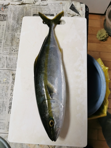 ツバスの釣果