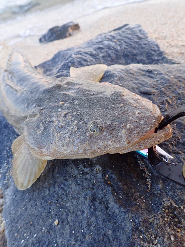 マゴチの釣果