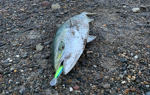 ブリの釣果