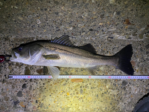 シーバスの釣果