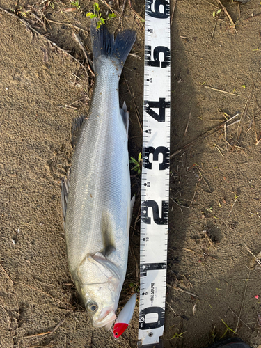 シーバスの釣果