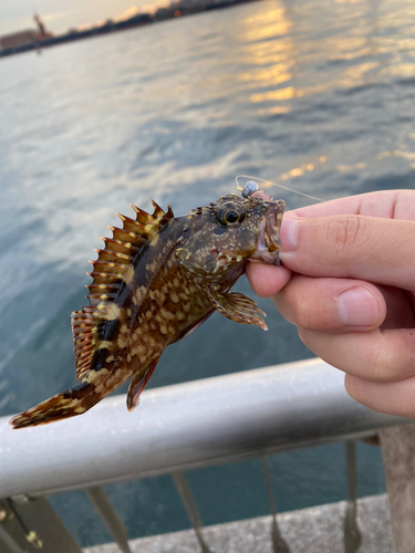 カサゴの釣果