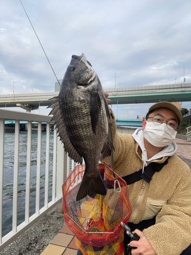 チヌの釣果