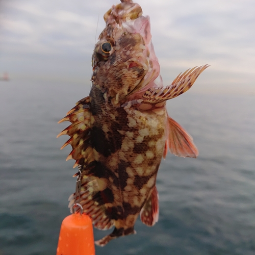 カサゴの釣果