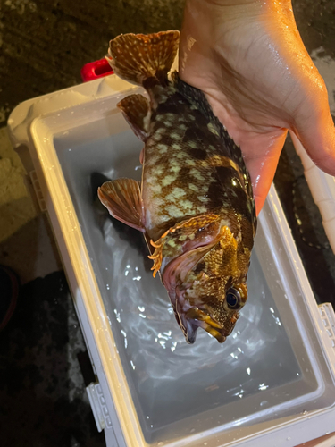 カサゴの釣果