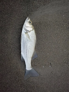 セイゴ（マルスズキ）の釣果