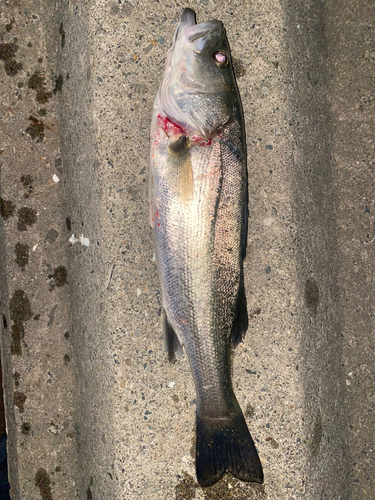 マダカ（マルスズキ）の釣果