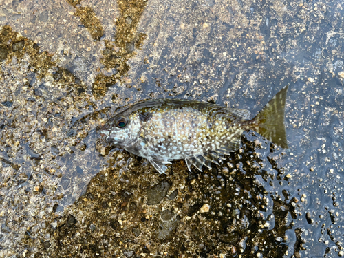 アイゴの釣果