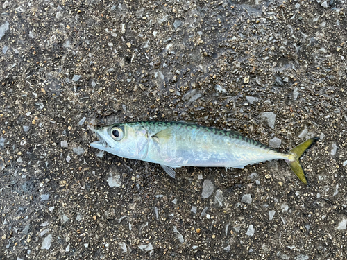 サバの釣果