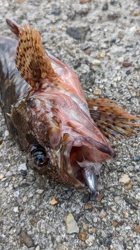 カサゴの釣果