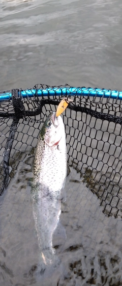 ニジマスの釣果